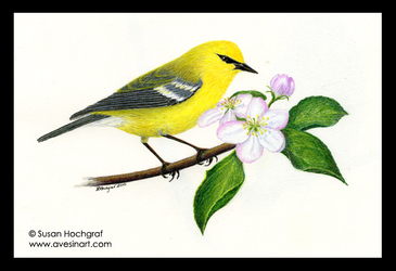 Blue-winged Warbler, colored pencil.